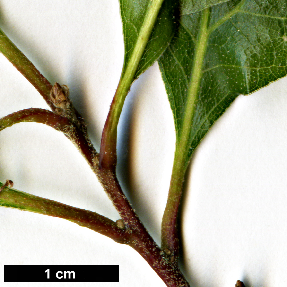 High resolution image: Family: Fagaceae - Genus: Quercus - Taxon:   - SpeciesSub: 'Langtry'